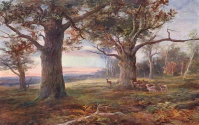 Am Rande des Sherwood Forest