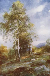 Silberbirken
