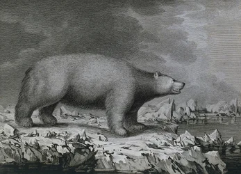 Eisbär, Stich von Peter Mazel nach einer Zeichnung von John Webber während der dritten Reise von James Cook