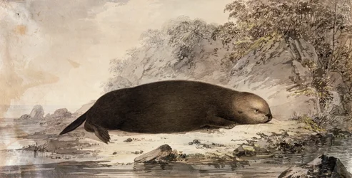 Seeotter, Gravur nach einer Zeichnung von John Webber, angefertigt während der dritten Reise von James Cook