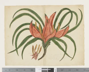 F.36 Freycinetia baueriana, ca. 1790-95