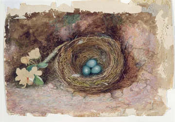 Vogelnest