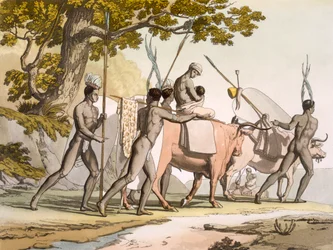 Vol II Pl.55 Korah Hottentotten vom Kap auf dem Weg, aus 