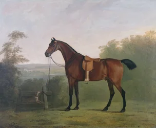 Ein brauner Jäger in einer Landschaft