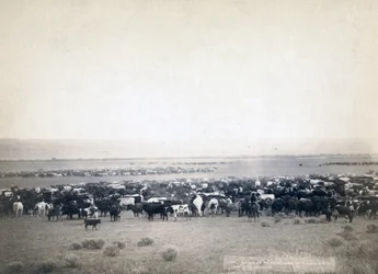 Cowboys treiben Vieh, South Dakota ca. 1890