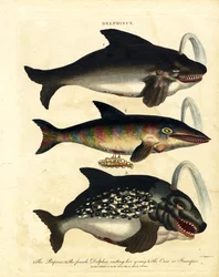 Delfinarten - Schweinswale und Orca