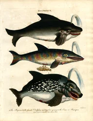 Delfine (Delphinus)