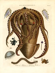 Helminthologie; Tafel III - Ordnung der Mollusken oder gelatinösen Würmer