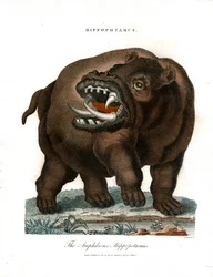 Nilpferd