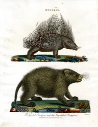 Hystrix (Stachelschweine)