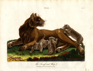 Löwin und Junge (Felis; Tafel II)
