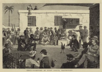 Hahnenkampf in Port Louis, Mauritius