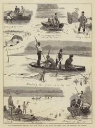 Fischkonservierung, Karpfen und Schleien in den Teichen von Bushey Park für die Bestückung der Themse