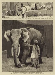 Mr. Barnums weißer burmesischer Elefant Toung Taloung