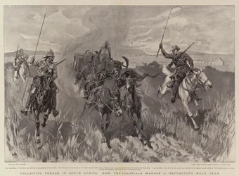 Futter sammeln in Südafrika, wie die Kolonialen ein widerspenstiges Maultierteam managen