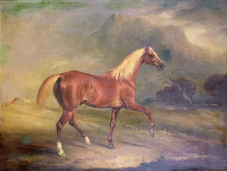Kastanienbrauner Araberhengst