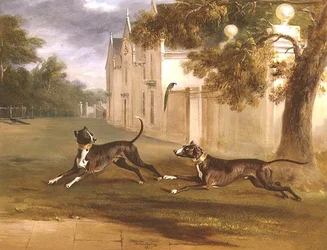 Die zwei Bullterrier des Earl of Brownlow, 