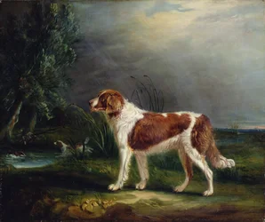 Zwei Spaniels an einem Bach, einer jagt eine Stockente