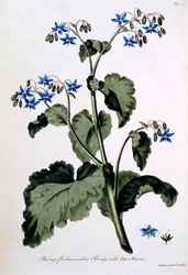 Borretsch mit blauen Blüten, Illustration aus 