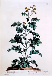 Gemeiner oder Garten-Fieberfew, Illustration aus 