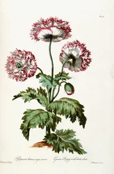 Gartenmohn mit schwarzen Samen, 1769