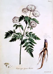Großer Schierling [Cicuta major], Illustration aus 
