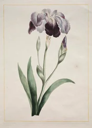 Japanische Iris (Große blaue Iris)