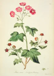 Himbeere: Sweet Canada (pl.45) aus 