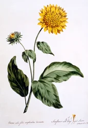 Sonnenblume mit großen gezackten Blättern, Illustration aus 
