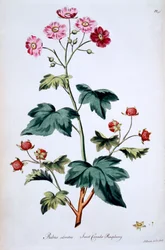 Süße Kanada-Himbeere [Rubus odoratus], Illustration aus 