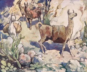 Alpakas auf einem Bergpfad, Illustration aus 
