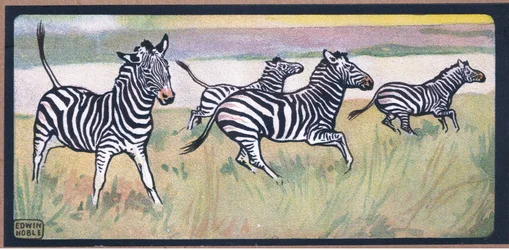 Zebras