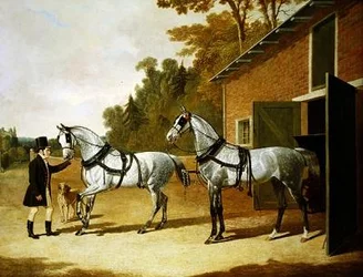 Kutschpferde