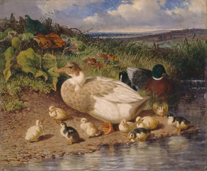 Enten an einem Bach