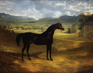 Jack Spigot, ein dunkelbraunes Rennpferd in einem Paddock bei Bolton Hall, 1824