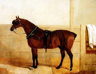 Preisgekröntes Shire-Pferd im Geschirr