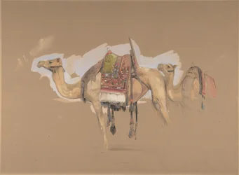 Zwei Kamele, ca. 1843