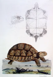 Testudo Sulcata, 1796