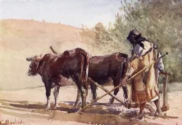 Pflügen auf dem Ölberg