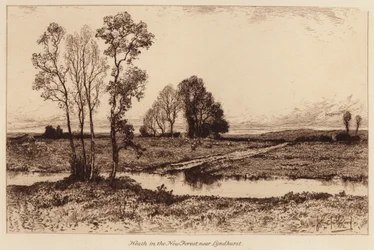 Heide im New Forest, nahe Lyndhurst