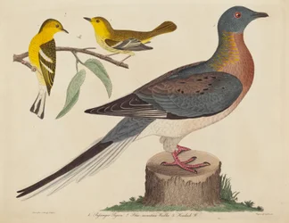 Wandertaube, Blaugebirgs-Waldsänger und Hemlock-Waldsänger
