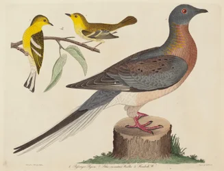 Wandertaube, Blaugebirgs-Waldsänger und Hemlock-Waldsänger