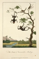 Die Quato- und Saccawinkee-Affen