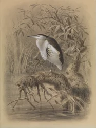 Zwergdommel, Ixobrychus minutus