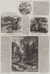 Illustrationen aus Baldwins Afrikanische Jagd