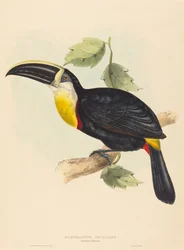 Osculant-Tukan Ramphastos osculans