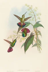 Lampornis prevosti. Schöpfer: John Gould, Henry Constantine Richter