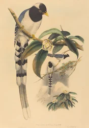 Urocissa cucullata, wahrscheinlich 1850-1883