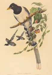 Urocissa magnirostris, wahrscheinlich 1850-1883. Schöpfer: John Gould, Henry Constantine Richter