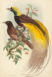 Paradiesvogel Paradisea apoda, veröffentlicht 1875-1888